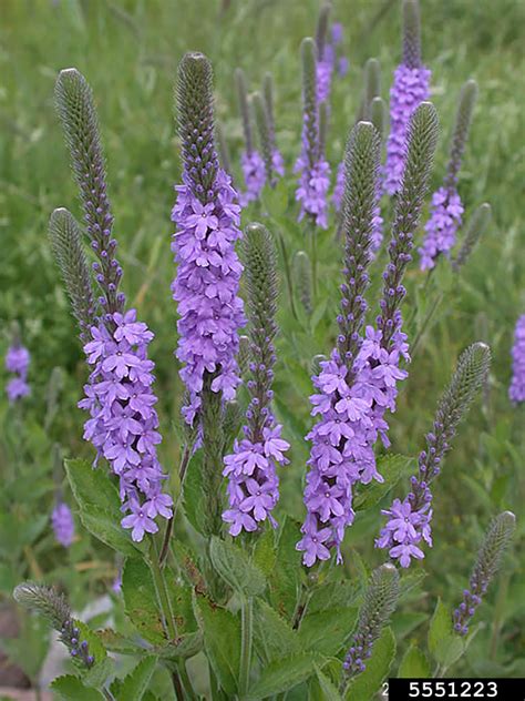 Hoary Vervain Hoary Verbena Native Plants And Ecosystem Services