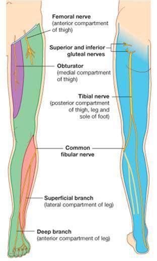 Hold a single dumbbell in your left hand. Gluteal Region, Posterior Thigh & Hip Joint - Human Anatomy Pa 657 with Findlay at Touro ...