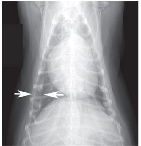 Diagnostic Imaging Exam Flashcards Quizlet