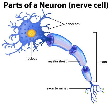 Parte De Un Diagrama De Neuronas 299698 Vector En Vecteezy