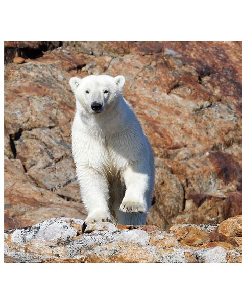 En 2017, par exemple, les images d'un ours polaire émacié qui fouillait pitoyablement dans les poubelles ont fait la une des médias. Ours Polaire En Photo - Pewter