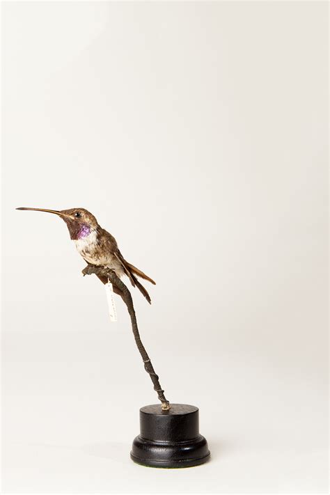 Taxidermy Oasis Hummingbird