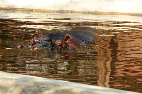 The Hippopotamus Is Semi Aquatic Stock Image Image Of Color Mouth