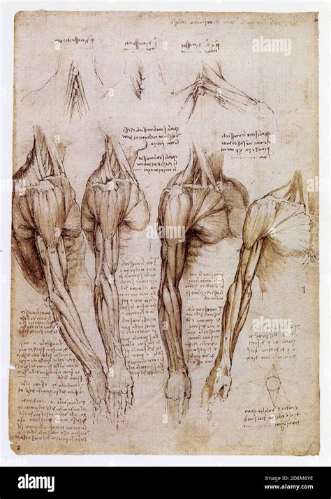 Leonardo Da Vincimuskeln Des Rechten Arms Schulter Und Brust1510pen