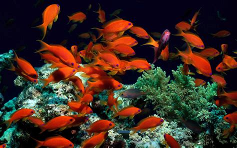 Free Download Tropical Fish Backgrounds 1920x1080 For Your Desktop