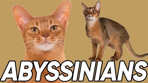 4 Fantastic Facts About Abyssinians Cat Breeds Cat Facts Abyssinian