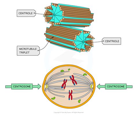 CIE A Level Biology复习笔记1 2 1 Eukaryotic Cell Structures Functions 翰林国际教育