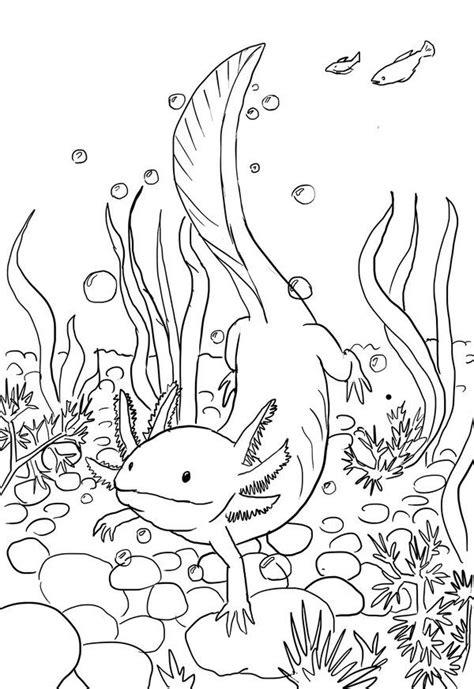 Axolotl Coloring Page Axolotl Line Drawing B Axolotl Weird Animals