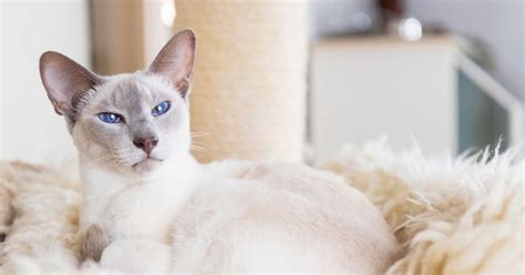 Himalayan Siamese Cat Breeders Marx Batts