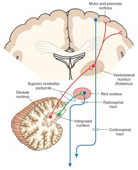 The Cerebellum Motor Systems Part 3