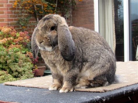French Lop Rabbit Facts Temperament And Care With Pictures