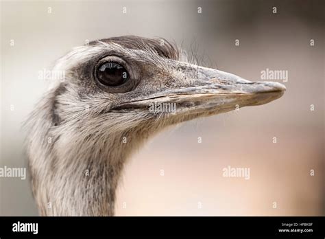 Closeup Ostrich Head Hi Res Stock Photography And Images Alamy