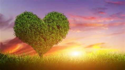 Stock Images Love Image Heart Tree 5k Stock Images 14863