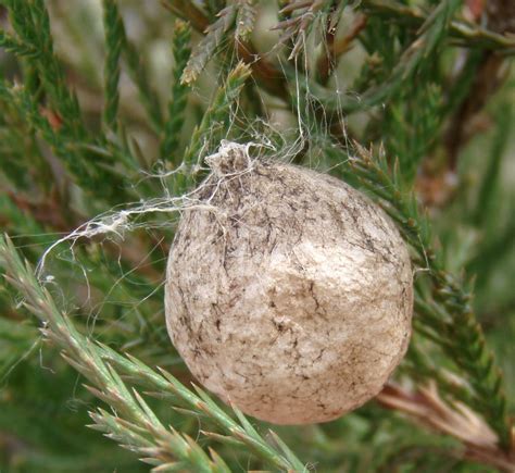 List 97 Images Pictures Of Spider Egg Sacs Updated