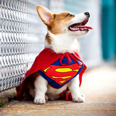 The Best Dog Superhero Costumes of 2021 | BeChewy