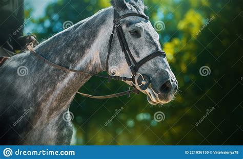 Portrait Of A Beautiful Dappled Gray Horse With A Bridle On Its Muzzle