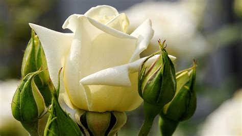 Beautiful White Roses Bing Images Beautiful Live Wallpaper View