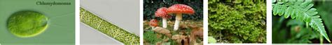 Ada juga tumbuhan yang tidak berbunga. Pengelasan Tumbuhan - BIODIVERSITI KITA