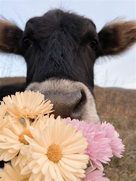 Domestic Cow With Flowers In Countryside · Free Stock Photo