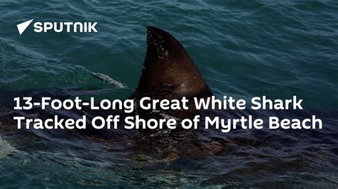 13 Foot Long Great White Shark Tracked Off Shore Of Myrtle Beach 05
