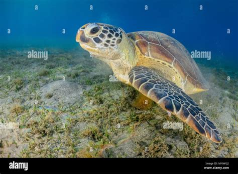 Green Sea Turtle Chelonia Mydas Feeding Endangered Species Wadi