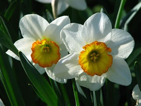 Narcissus Flower Narcissus Flower December Birth Flower Narcissus