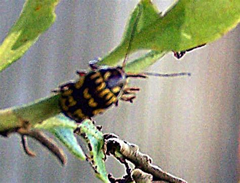 Leaf Beetle Bassareus Brunnipes Perhaps Whats That Bug
