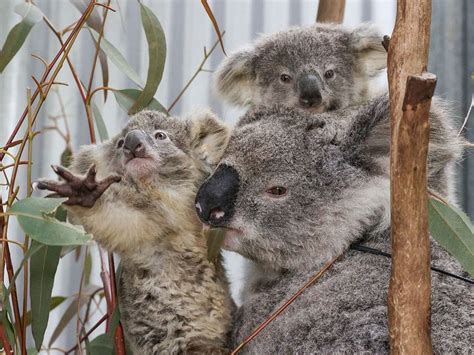 Photos From Disease To Bushfires Australia S Iconic Koalas Face Bleak Future News Photos