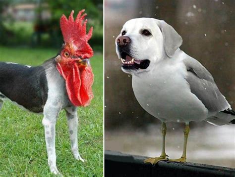 Is It A Dog Or A Bird 15 Pics