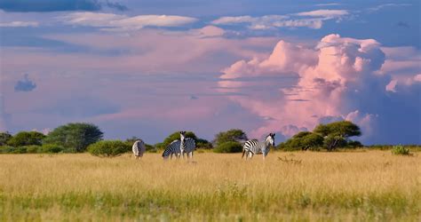 Botswana Travel Guide And Expert Tips Enchanting Travels