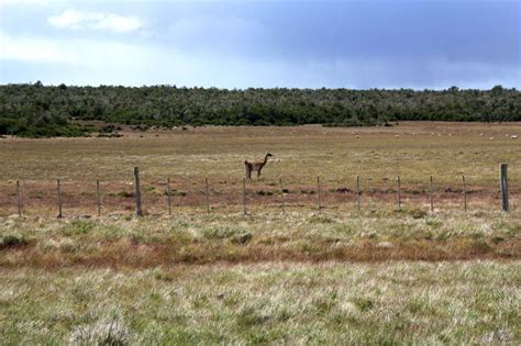 ˈri.o ɣaˈʃeɣos) is the capital and largest settlement of the patagonian province of santa cruz in argentina.located in the department of güer aike, it has a population of about 98,000, according to the 2010 census , a 24% increase from the 79,000 in the 2001 census . RIO GALLEGOS, ARGENTINA, destino de férias, Voos, Hoteis ...
