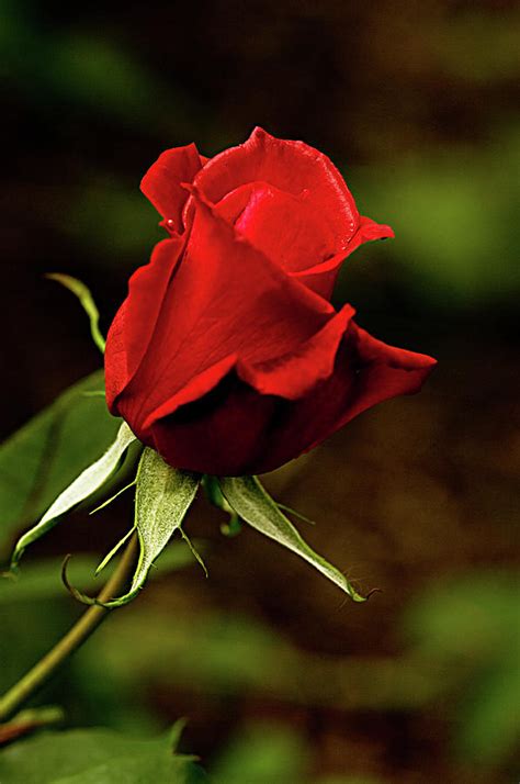 Single Red Rose Petal