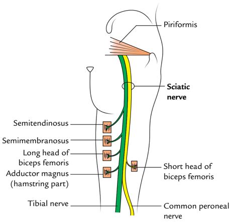 Sciatic Nerve Branches Anatomy