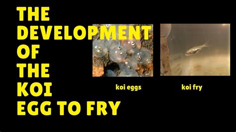 Koi are bright and colorful fish, popular in the aquarium hobby. The development of the koi egg to fry | Koi, Koi fish ...