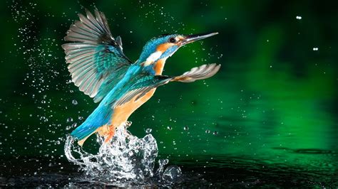 737795 Birds Common Kingfisher Drops Takeoff Wings Water Splash