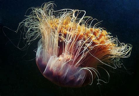 Самая большая медуза в мире фото