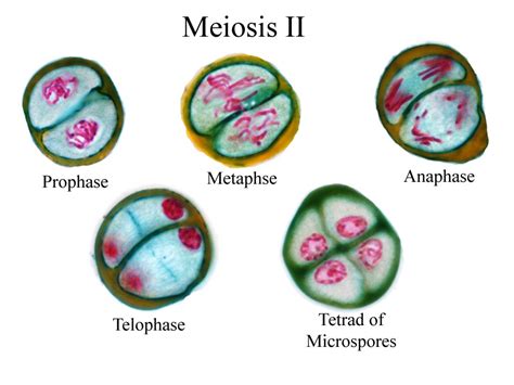 Biologia Meiosis I Y Ii