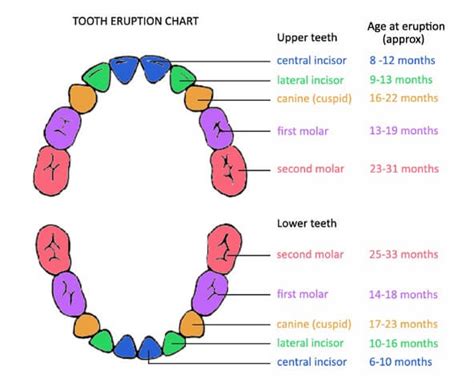 Tooth Chart Dr Chelsea Pinto Los Angeles Infant Tongue Tie Specialist