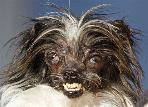Worlds Ugliest Dog Dies Weeks After Winning Title Redlands Daily Facts