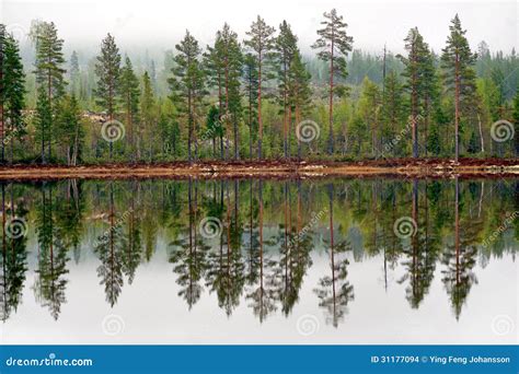 Pine Trees Reflected In Tarn Stock Photo Image Of Swedish