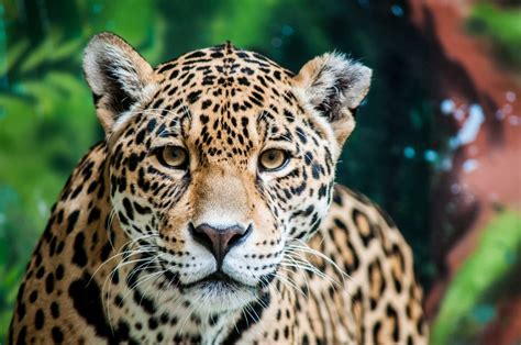 Spotting Jaguars In South America Southern Explorations