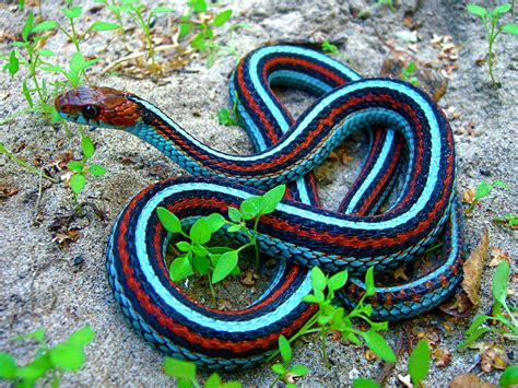 Neon Blue Morph San Francisco Garter Snake Thamnophis Sirtalis