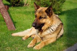 Adopt A German Shepherd Adopt A Dog Allpaws
