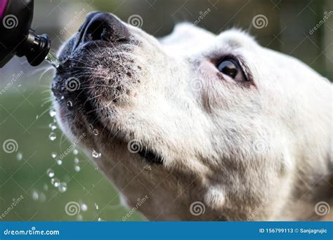 Dog Drinking Water From A Bottle Stock Image Image Of Humor Away
