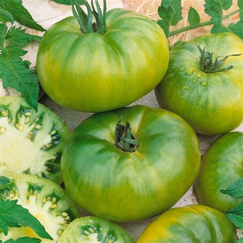 Organic Aunt Rubys German Green Tomato Seeds 300 Mg Packet 84 Seeds