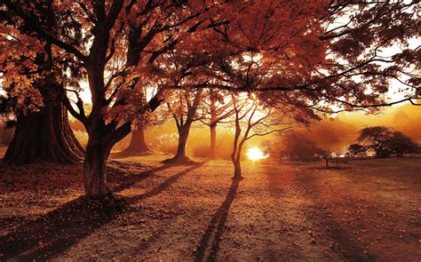 Autumn Sunrise Uk Photo By Clive Nichols Japanese Maple Tree