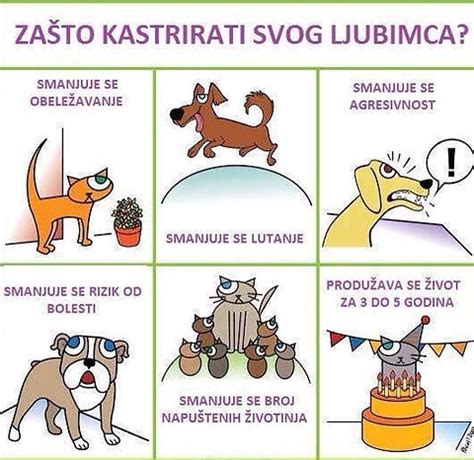 Sterilizacija I Kastracija GUTA