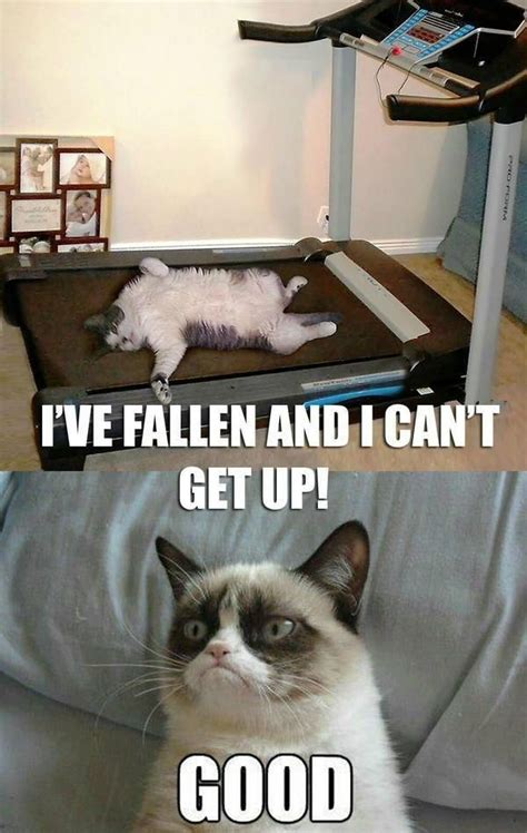 College Kid On Twitter Funny Grumpy Cat Memes Grumpy Cat Humor