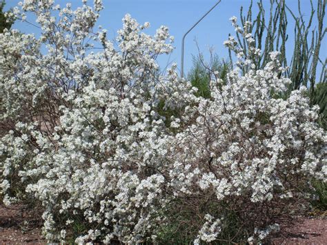 Your flower bush stock images are ready. Purple Texas Sage Bush | Tj's Garden | White flowering ...