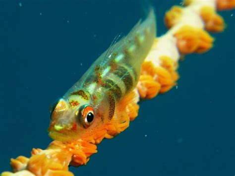 Goby On Whip Coral Jasdivr Flickr